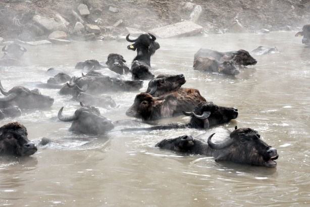 Foto - Manda ve atların kaplıca keyfi görülmeye değer!
