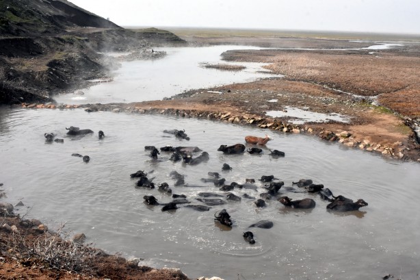 Foto - Manda ve atların kaplıca keyfi görülmeye değer!