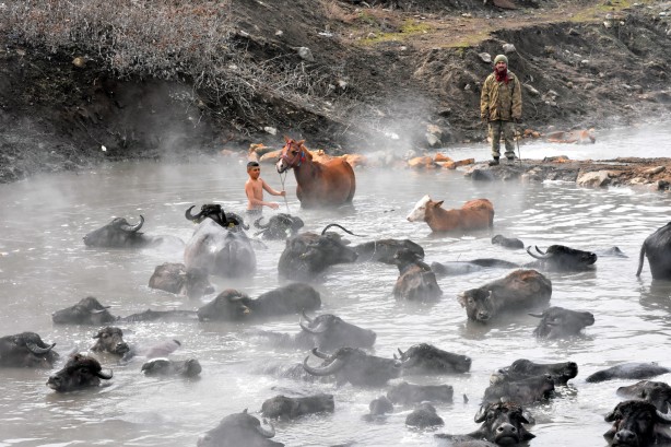 Foto - Manda ve atların kaplıca keyfi görülmeye değer!