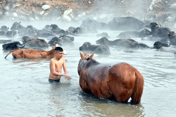 Foto - Manda ve atların kaplıca keyfi görülmeye değer!