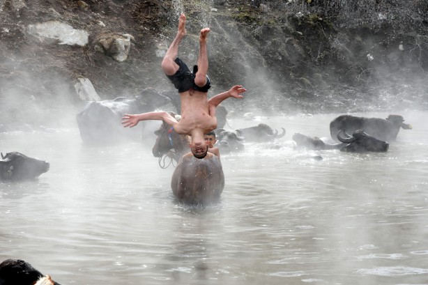 Foto - Manda ve atların kaplıca keyfi görülmeye değer!