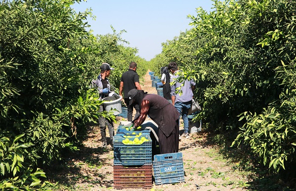 Foto - Mandalina üreticinin yüzünü güldürdü