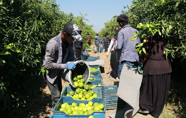 Foto - Mandalina üreticinin yüzünü güldürdü