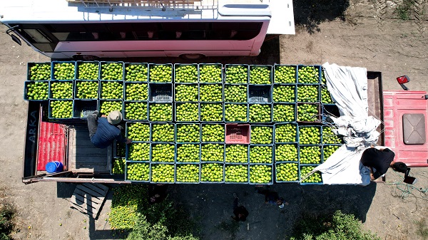 Foto - Mandalina üreticinin yüzünü güldürdü