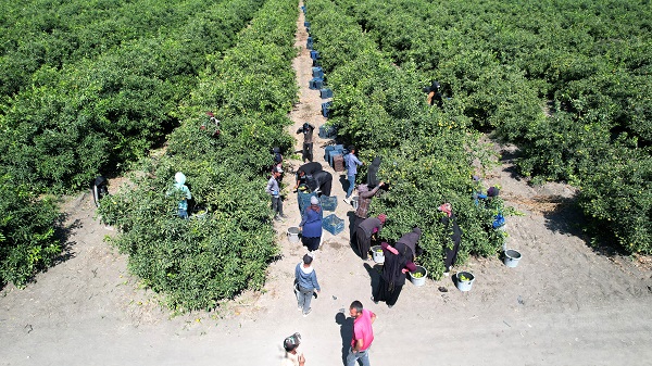 Foto - Mandalina üreticinin yüzünü güldürdü