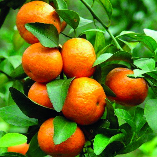 Foto - Mandalinanın 10 kanıtlanmış faydası