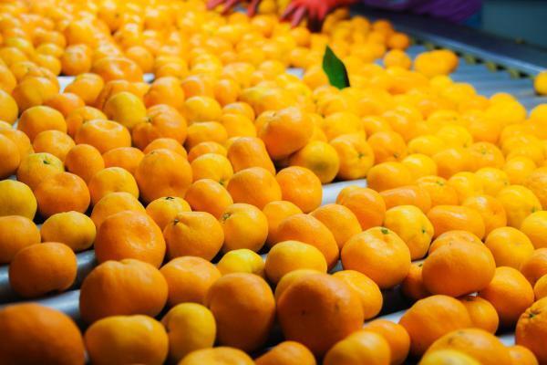 Foto - Mandalinanın 10 kanıtlanmış faydası