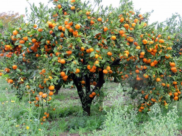 Foto - Mandalinanın 10 kanıtlanmış faydası