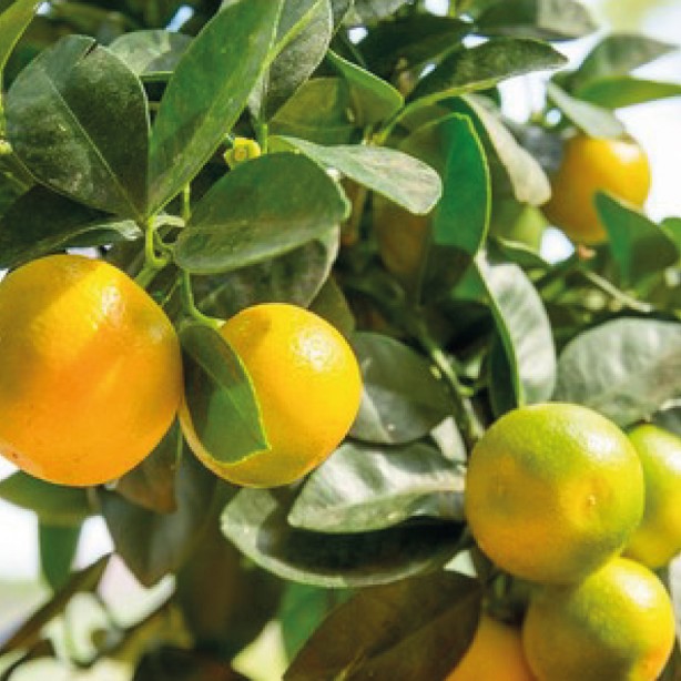 Foto - Mandalinanın 10 kanıtlanmış faydası