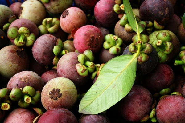 Foto - Mangosteen meyvesi kanserle savaşıyor!