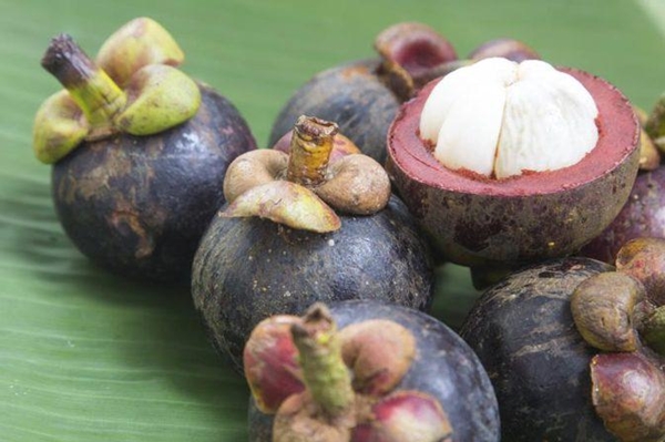 Foto - Mangosteen meyvesi kanserle savaşıyor!