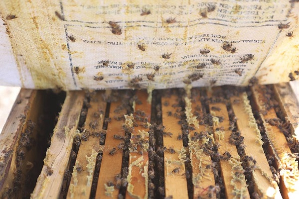 Foto - Manifaturacılığı bıraktı bu işe başladı! Kanser hastası oğlunu bu yöntemle tedavi etti