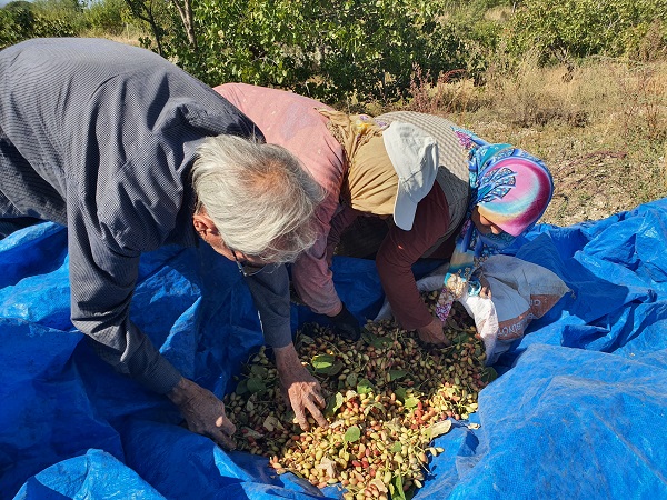 Foto - Manisa'da Antep fıstığı hasadı sürüyor