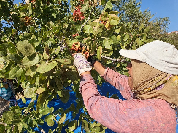 Foto - Manisa'da Antep fıstığı hasadı sürüyor