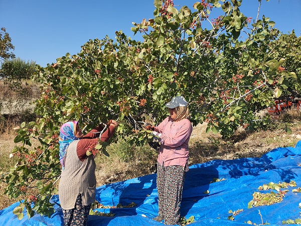 Foto - Manisa'da Antep fıstığı hasadı sürüyor