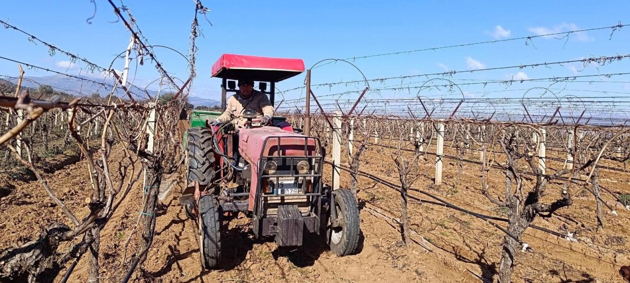 Foto - Manisa'da üzüm bağlarına kış bakımı başladı