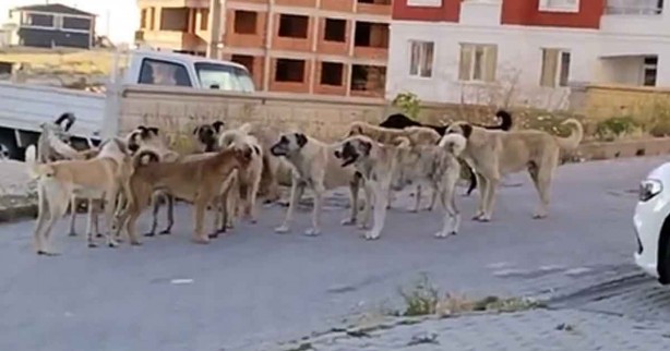 Mansur uyuma! Ankara kuduz salgınıyla çalkalanıyor!