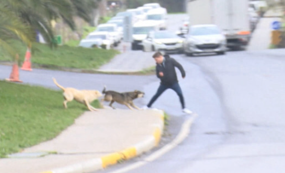 Mansur Yavaş’tan "sokak köpekleri" çıkışı