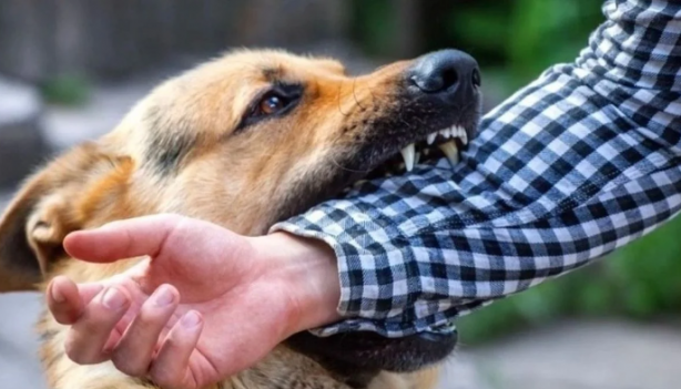 Foto - Mansur Yavaş’tan "sokak köpekleri" çıkışı