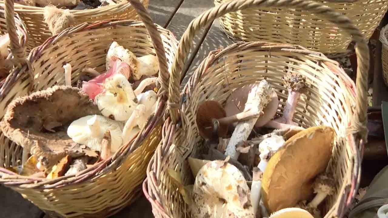Foto - Mantar toplamada ölümcül tehlike! Zehirli türü anlamak neredeyse imkânsız