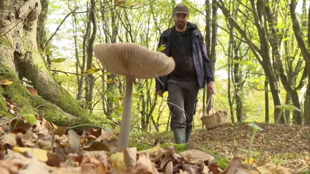 Foto - Mantar toplamada ölümcül tehlike! Zehirli türü anlamak neredeyse imkânsız