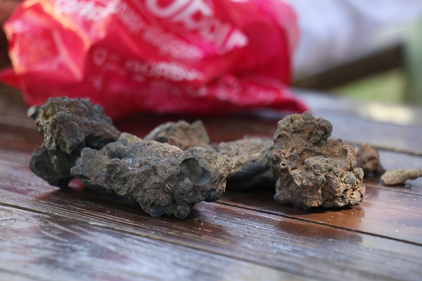 Foto - Mantar toplarken buldu! Gramına 200 dolar teklif aldı