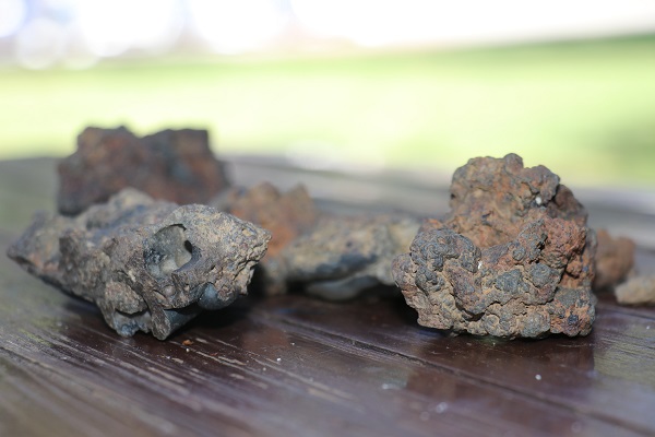 Foto - Mantar toplarken buldu! Gramına 200 dolar teklif aldı