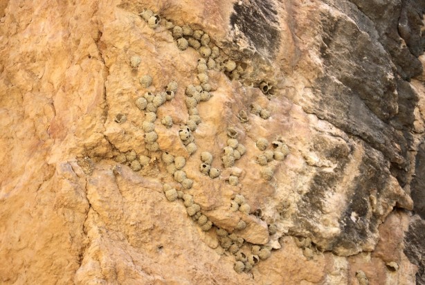 Foto - Mantar toplarken keşfedilen Saklıkapı kanyonu ziyaretçilerini adeta büyülüyor