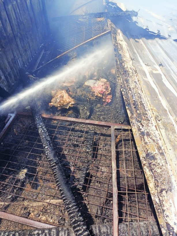 Foto - Manyas’taki çiftlik yangınında 52 koyun telef oldu