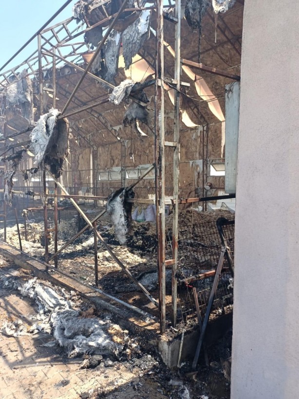 Manyas’taki çiftlik yangınında 52 koyun telef oldu