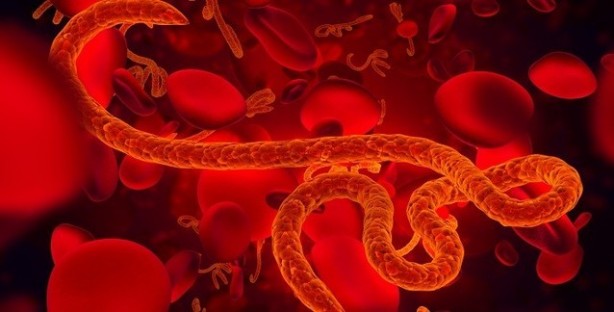 Marburg virüsü tehlikesi! Bulaştığını 9 gün sonra kan kaybından öldürüyor!