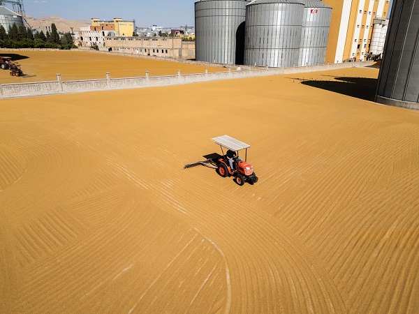Foto - Mardin sarıya büründü!