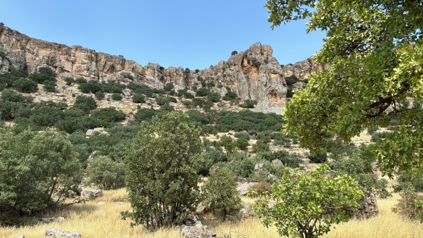 Mardin'de ağabey, 15 kardeşinin arazi hakkını sahte tapu işlemleri ile aldığı iddia edildi