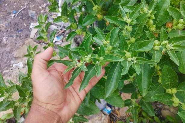 Foto - Mardin'de asırlardır kullanılıyor! Basurun ve kabızlığın çaresi onda