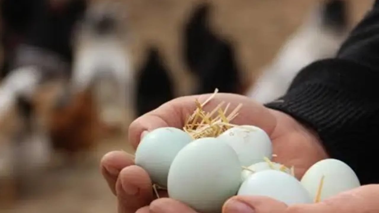 Markası değil oradaki kod: Meğer düşündüğünüzden daha önemli! Tavuğun tamamen organik yediğini anlatıyor