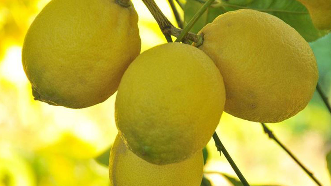 Foto - Market fiyatları vatandaşı çileden çıkartmıştı! Hükümetten son dakika limon kararı: Durduruldu