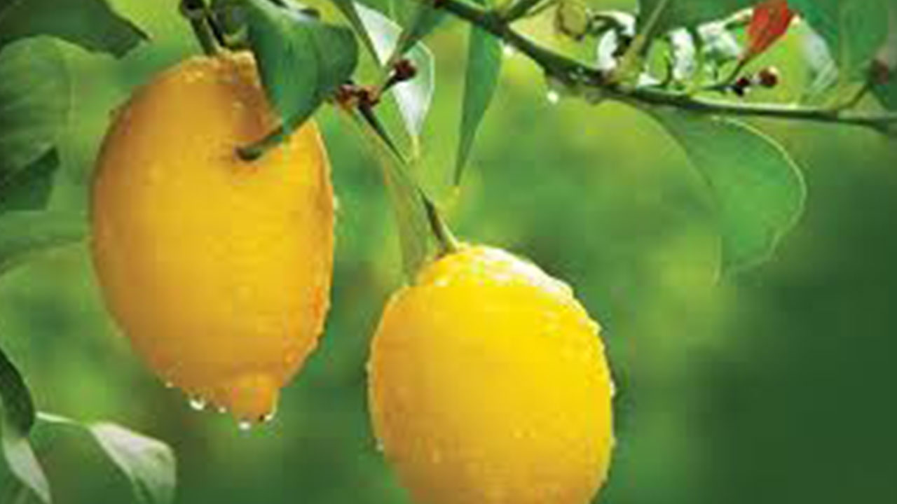 Foto - Market fiyatları vatandaşı çileden çıkartmıştı! Hükümetten son dakika limon kararı: Durduruldu