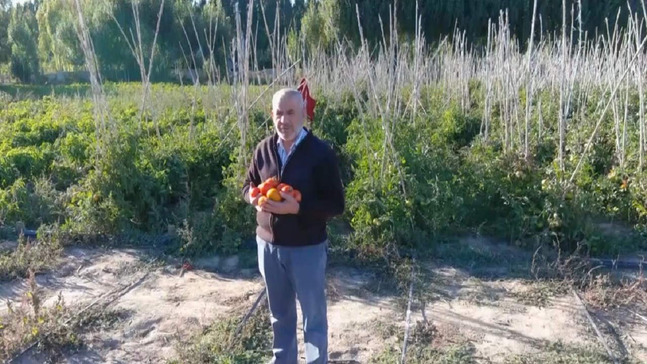 Foto - Market pahalı gelince soluğu tarlada aldılar