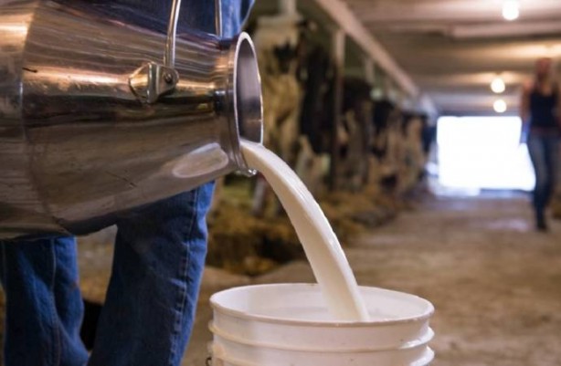 Foto - Marketlerde satılan o sütlerde kuş gribi virüsüne rastlandı! Herkes tedirgin, 'Bu nasıl olur?' diye birbirine soruyor