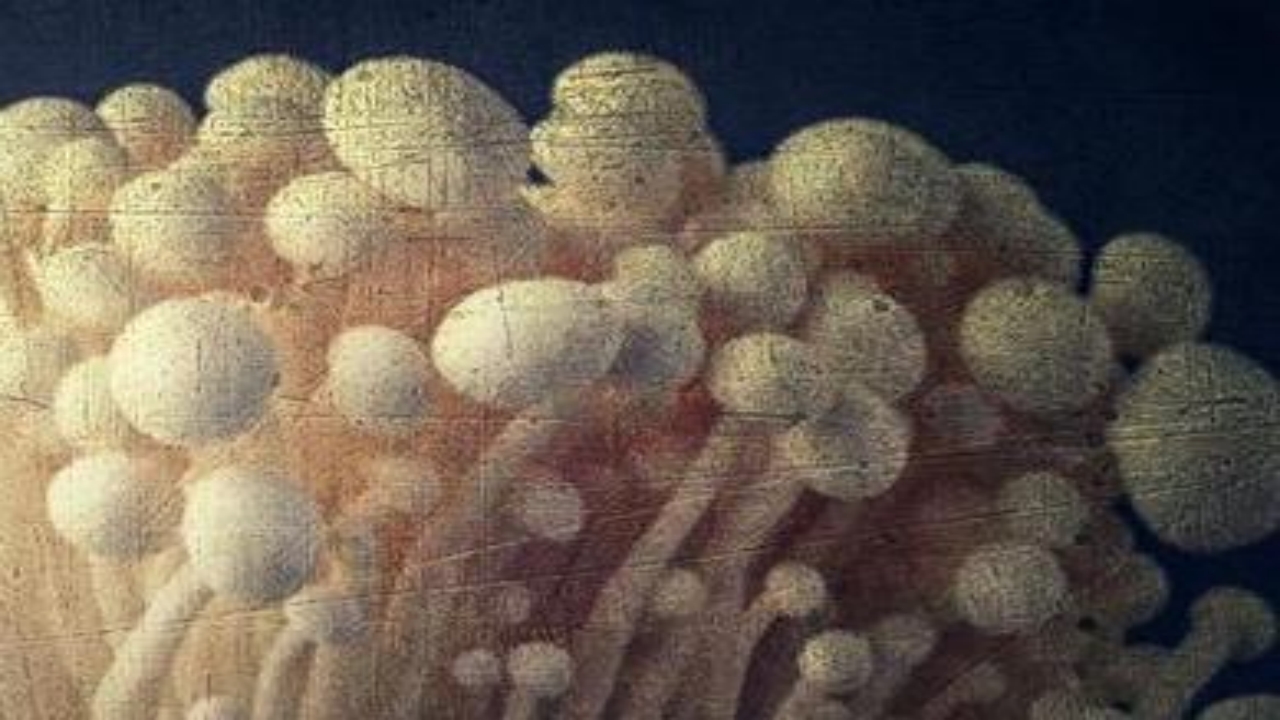 Foto - Marketlerde satılıyordu, o üründe ölümcül bakteri tespit edildi! Alanlar bin pişman! Acilen raflardan toplatılıyor