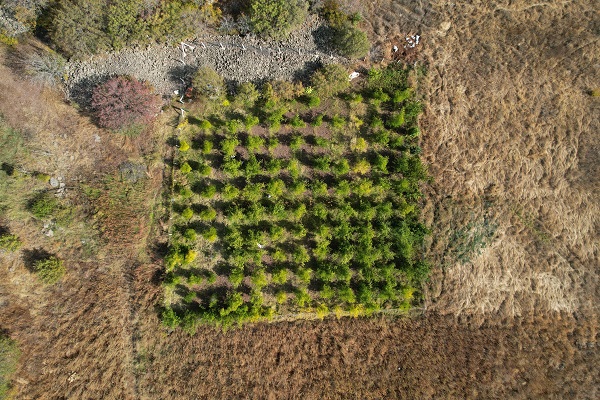 Foto - Markette bulunmuyor pazarda satılıyor! Bunu yiyen hasta olmuyor