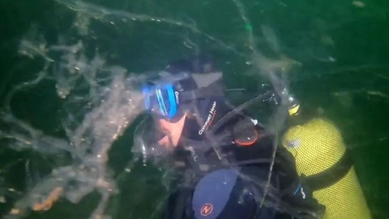 Foto - Marmara Denizi istila altında! 40 metreye kadar iniyor