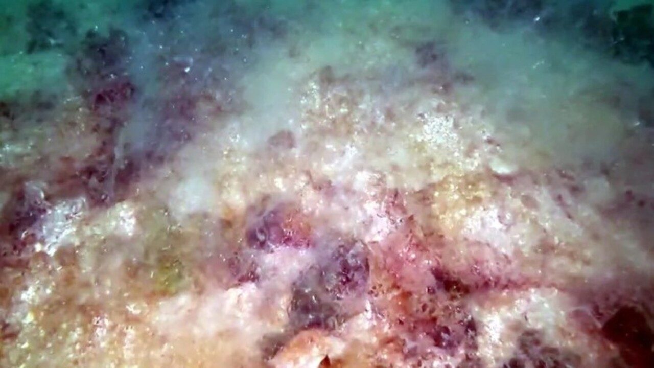 Foto - Marmara Denizi istila altında! 40 metreye kadar iniyor