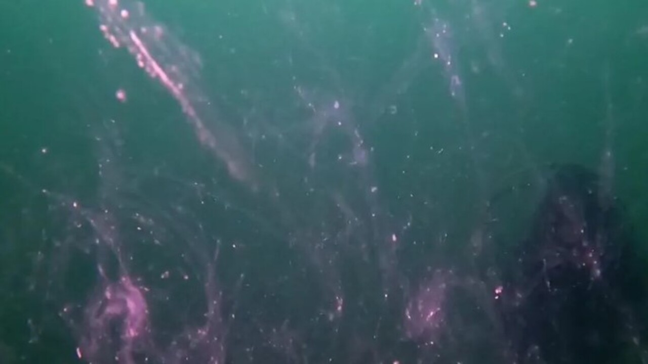 Foto - Marmara Denizi istila altında! 40 metreye kadar iniyor