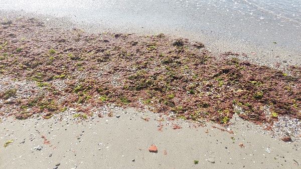 Foto - Marmara Denizi kızıla boyandı