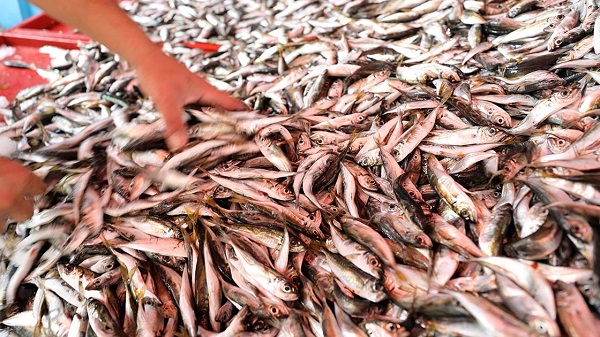 Foto - Marmara Denizi'nde büyük tehlike, türler azalıyor! Böyle giderse bu balıkları bir daha göremeyebiliriz