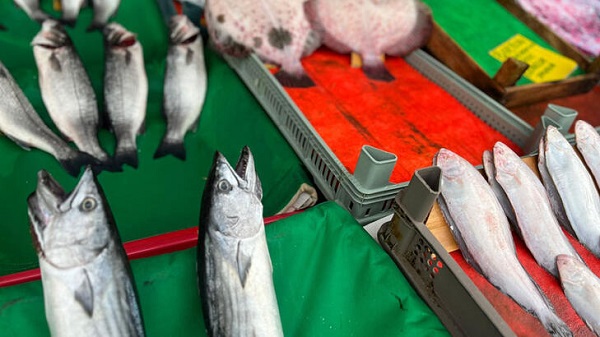 Foto - Marmara Denizi'nde büyük tehlike, türler azalıyor! Böyle giderse bu balıkları bir daha göremeyebiliriz