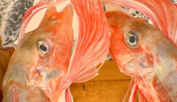 Foto - Marmara Denizi'nde büyük tehlike, türler azalıyor! Böyle giderse bu balıkları bir daha göremeyebiliriz