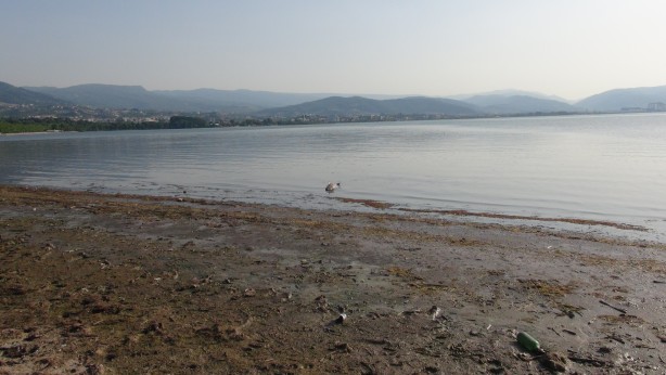 Foto - Marmara Denizi'nde endişelendiren görüntü! Ölü halde kıyıya vurdu