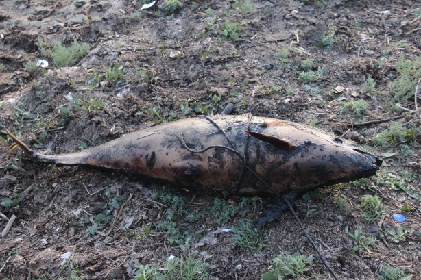 Foto - Marmara Denizi'nde endişelendiren görüntü! Ölü halde kıyıya vurdu
